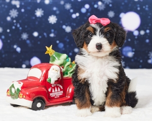 Lily Mini Bernadoodle